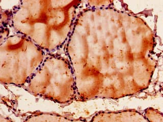 SNX9 / WISP Antibody