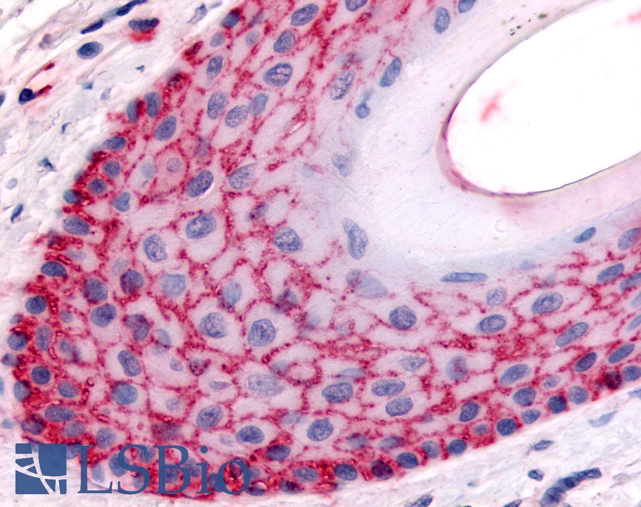 IHC-plus™ FAP Alpha Antibody (Extracellular Domain)