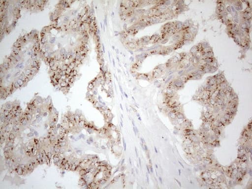 TNFRSF10B / Killer / DR5 Antibody (aa203-411, clone OTI2A5)