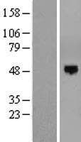 EOGT Protein (Over-Expression Lysate Myc-DDK (Flag))