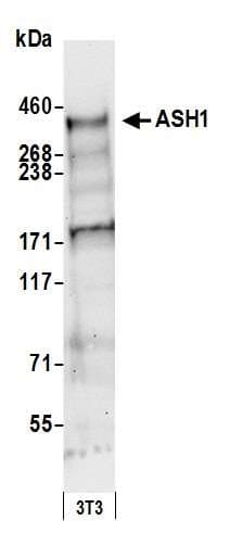 IHC-plus™ ASH1L / ASH1 Antibody (aa2919-2969)