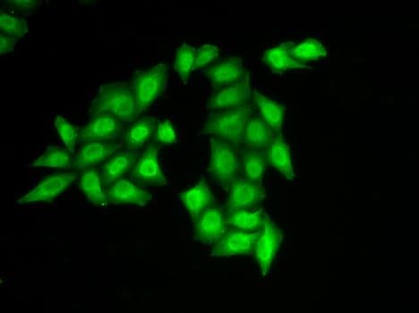 FACT / SSRP1 Antibody