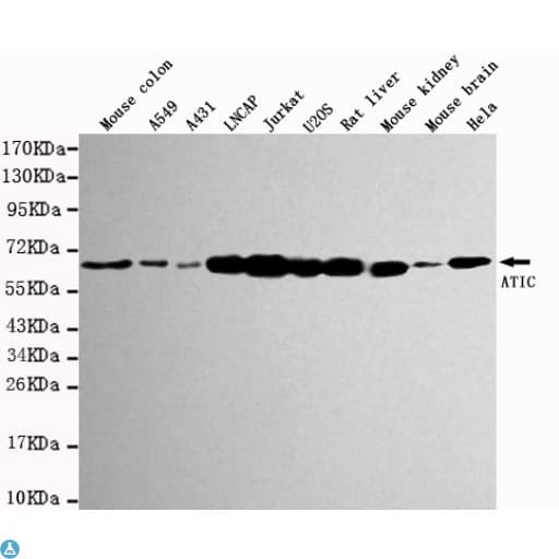 AICAR / ATIC Antibody