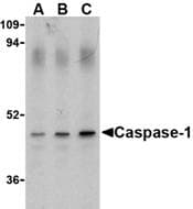 IHC-plus™ CASP1 / Caspase 1 Antibody