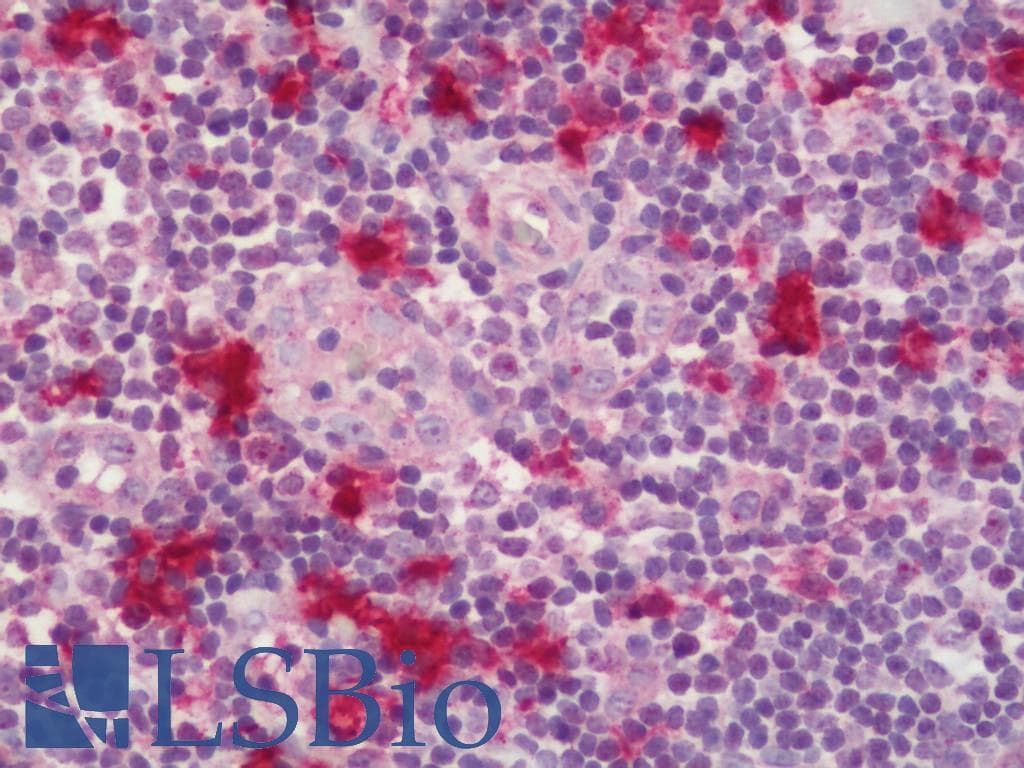 IHC-plus™ IDO1 / IDO Antibody