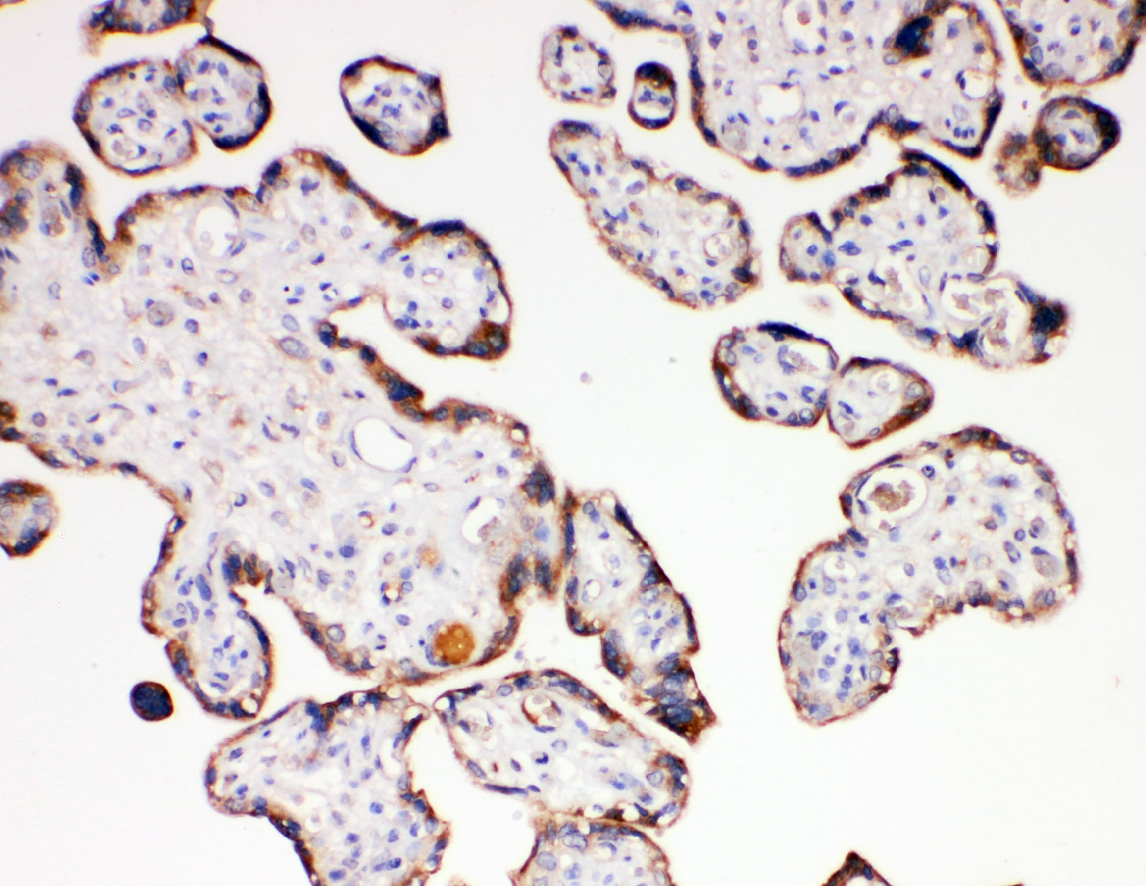 AQP6 / Aquaporin 6 Antibody (aa264-282)