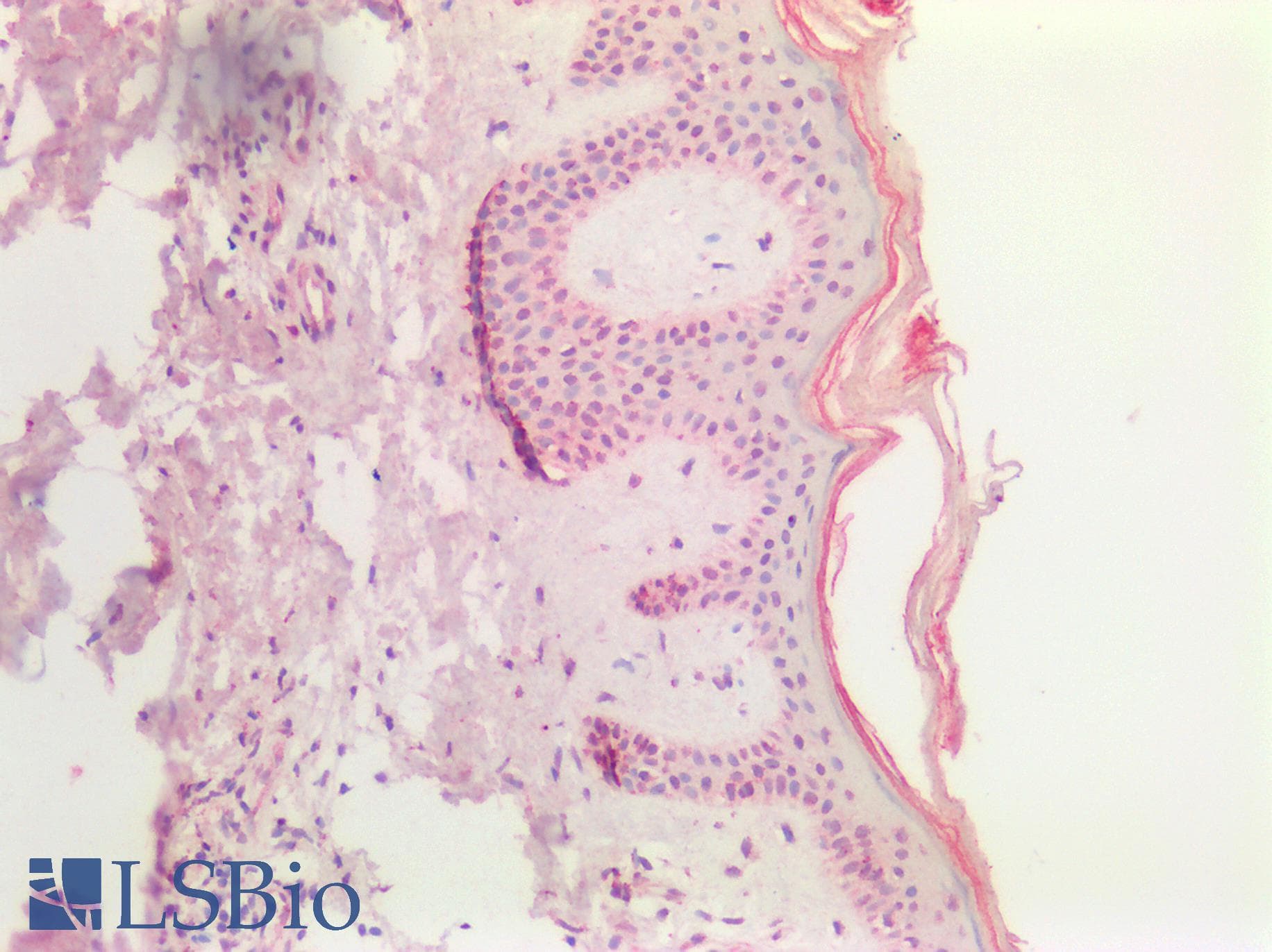 PathPlus™ Polyclonal Goat anti-Human SOX9 Antibody (aa248-259, IHC)