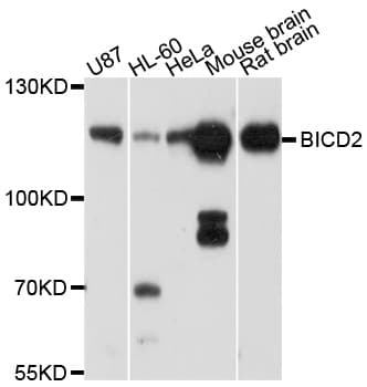 BICD2 Antibody