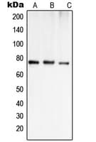 SLCO1A2 / OATP Antibody (Internal)
