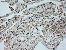 NEUROG1 / NGN1 / Neurogenin 1 Antibody (clone OTI3F9)