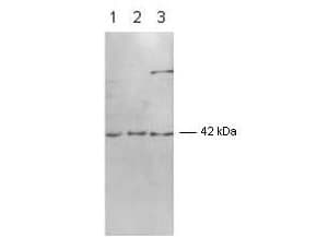 MAPK1 / ERK2 Antibody