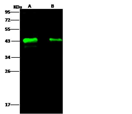 Zaire Ebolavirus Matrix Protein VP40 Antibody (clone 04, Preservative Free)