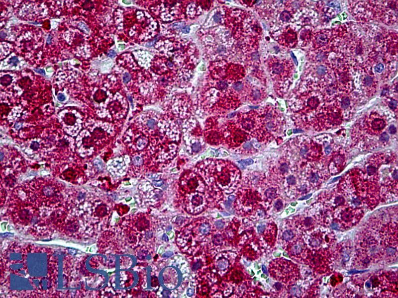 PathPlus™ SYNCAM / CADM1 Antibody (aa393-442)