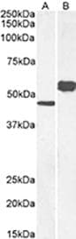 P2RY12 / P2Y12 Antibody