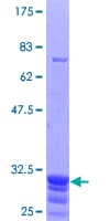 Human TRPC6 Protein (Recombinant GST, N-terminus)