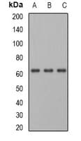 Polyclonal Rabbit anti-Human PGM1 / Phosphoglucomutase 1 Antibody (IF, WB)