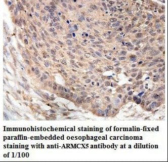 Polyclonal Rabbit anti-Human ARMCX5 Antibody (aa338-512, IHC, WB)