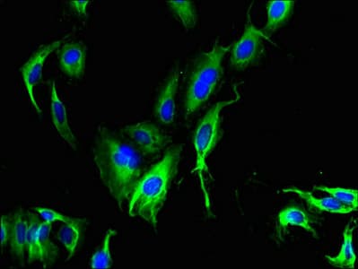 CATSPER4 Antibody