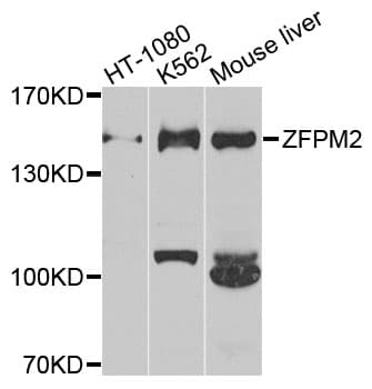 ZFPM2 / FOG2 Antibody