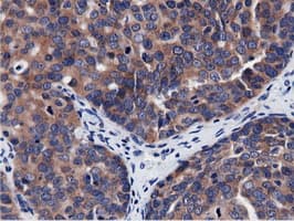 CBWD1 Antibody (clone OTI9H5)
