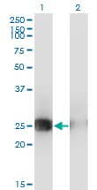 MSC / Musculin Antibody (clone 4D7)