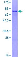 Human ZNF566 Protein (Recombinant GST)