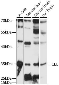 CLU / Clusterin Antibody