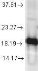 SOD1 / Cu-Zn SOD Antibody (Biotin)
