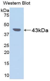 PGC / Pepsin C Antibody (aa17-392, Cy3)