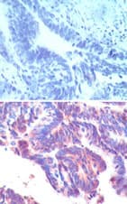 Polyclonal Rabbit anti-Human IFRD1 / TIS7 Antibody (aa70-120, IHC, WB)