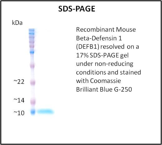 Mouse DEFB1 / BD-1 Protein (Recombinant)