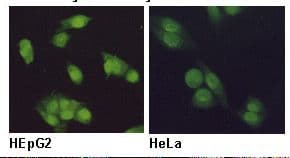 RCC1 Antibody (clone 3D11)
