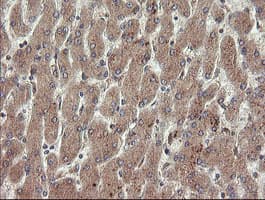 PECAM-1 / CD31 Antibody (clone OTI1H4)
