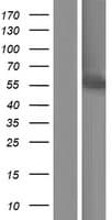 Human CYP3A7 Protein (Over-Expression Lysate Myc-DDK (Flag))