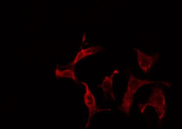 SHC2 / SLI Antibody