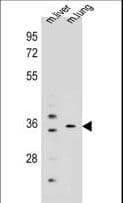 KCNRG Antibody (aa175-202)