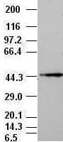 Monoclonal Mouse anti-Human MAPK8 / JNK1 Antibody (clone OTI1C2, IF, WB)