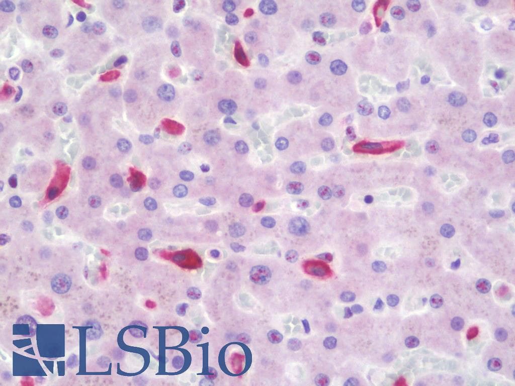 PathPlus™ CD163 Antibody (clone 1B4)
