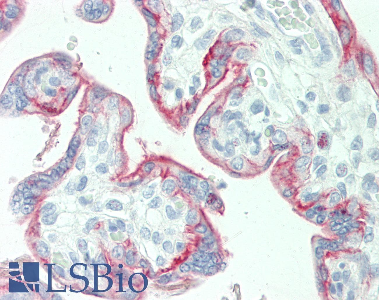 IHC-plus™ Monoclonal Mouse anti-Human CD46 Antibody (clone M177, Concentrated, IHC, WB)