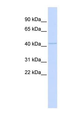 MITF Antibody (C-Terminus)