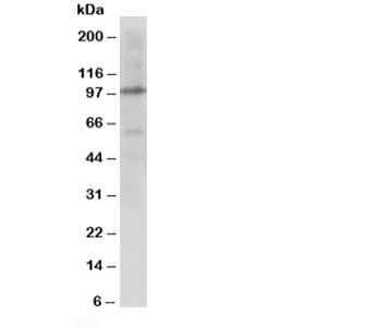 Cullin 4B / CUL4B Antibody (aa895-913)