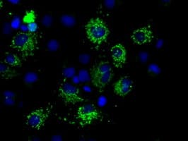 HMRF1L / MTRF1L Antibody (clone OTI1D11)