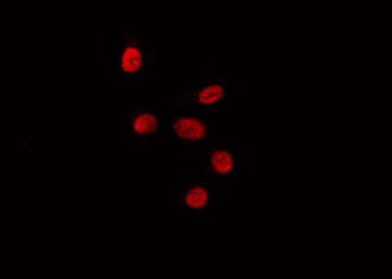 Polyclonal Rabbit anti-Human HLF Antibody (IF, WB)