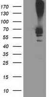 RPN1 / Ribophorin I Antibody (clone OTI3H3)