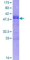 Human FAM127A Protein (Recombinant GST)