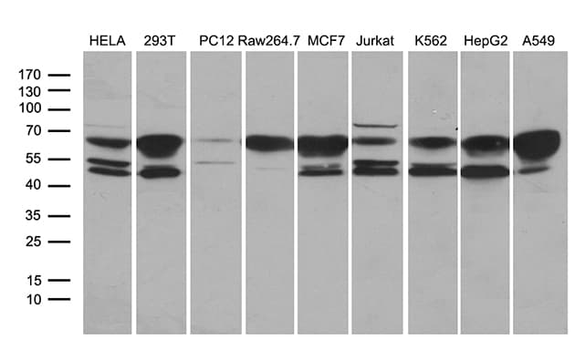 STX18 / Syntaxin 18 Antibody (aa1-285, clone OTI2C4)
