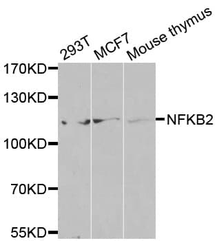 NFKB2 Antibody