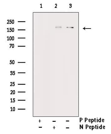 EGFR Antibody (phospho-Ser1026)