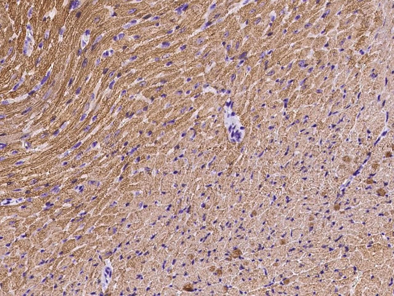 Polyclonal Rabbit anti-Mouse MYL2 Antibody (IHC, WB)
