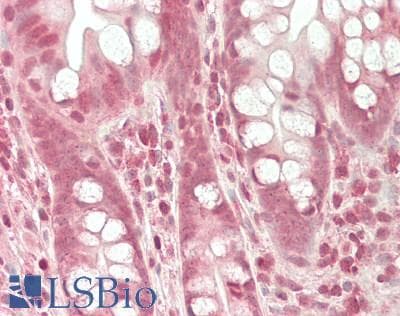 IHC-plus™ PGPEP1 Antibody